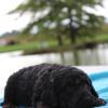 September Puppies ready 11-05-18