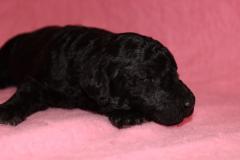 4 Bijou Girl (4) 118 14 days old