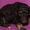 Girly Girl - Puppies available as of 3-19-2015